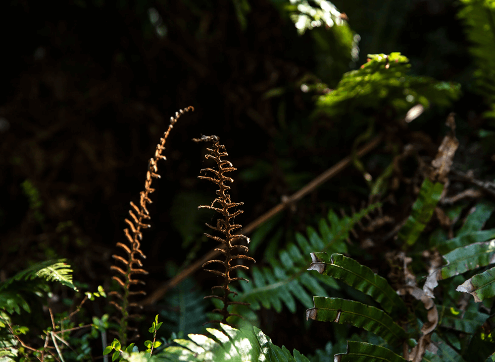 Summerland Pet Cremation-Cremation non-return (Ashes)-1000x7302