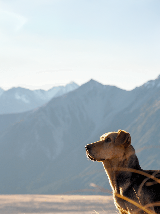 Summerland Pet cremation home hero 868x650 mobile